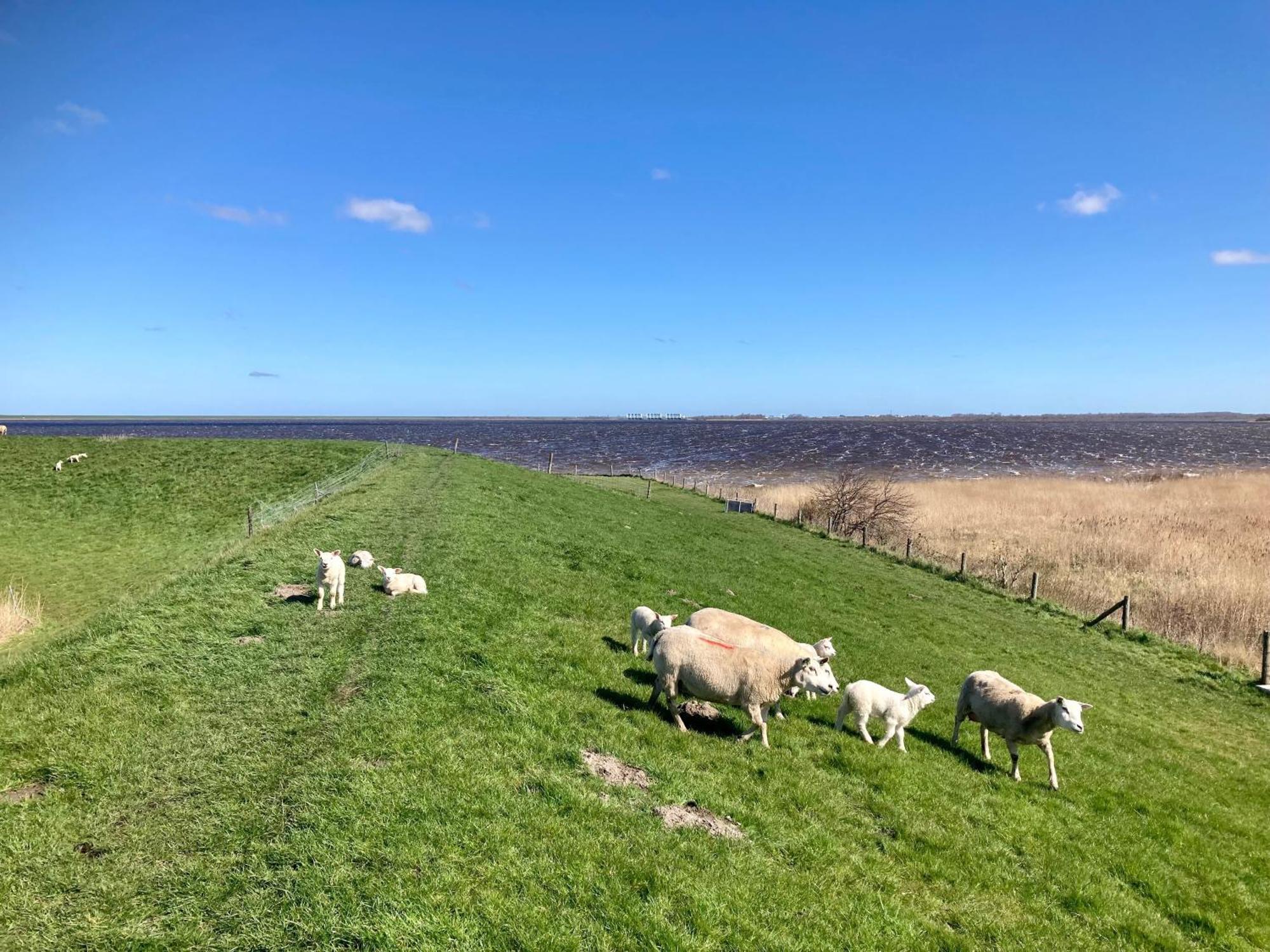 De Druif 6 Pers Holiday Home Close To The National Park Lauwersmeer Anjum 외부 사진